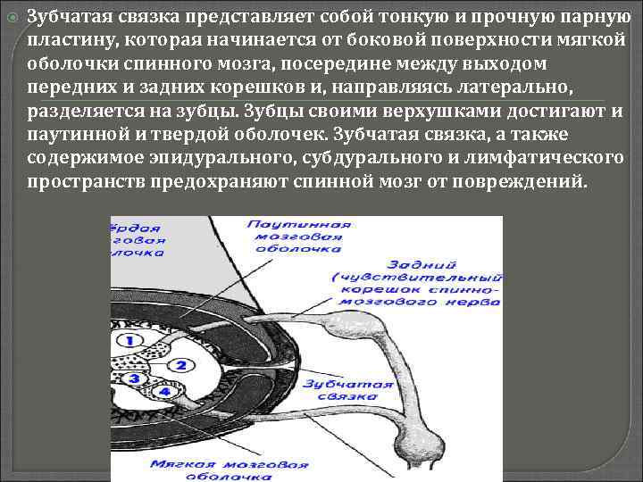  Зубчатая связка представляет собой тонкую и прочную парную пластину, которая начинается от боковой