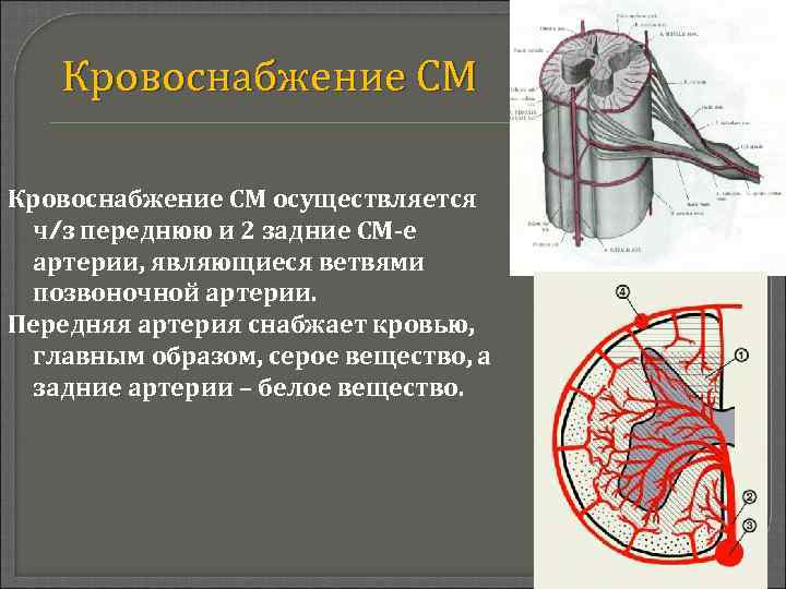 Позвоночная артерия является ветвью