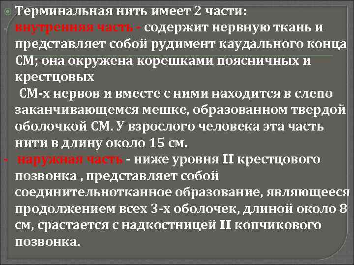  Терминальная нить имеет 2 части: - внутренняя часть - содержит нервную ткань и