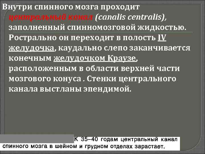 Внутри спинного мозга проходит центральный канал (canalis centralis), заполненный спинномозговой жидкостью. Рострально он переходит