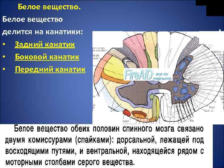 Канатики мозга. Боковой канатик спинного мозга. Канатики белого вещества спинного мозга. Передний и боковой канатик спинного мозга. Передний канатик белого вещества спинного мозга.