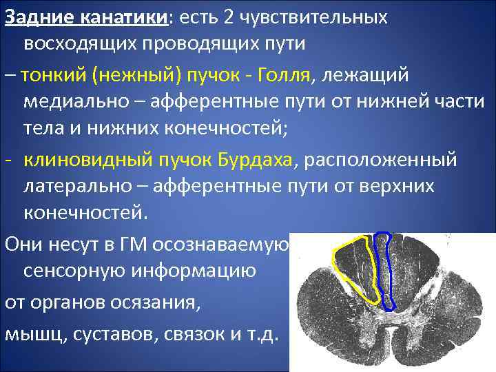 Канатики мозга. Задние канатики спинного мозга функции. Ядра задних канатиков спинного мозга. Проводящие пути заднего канатика спинного мозга. Тонкий и клиновидный пучки спинного мозга проводят.