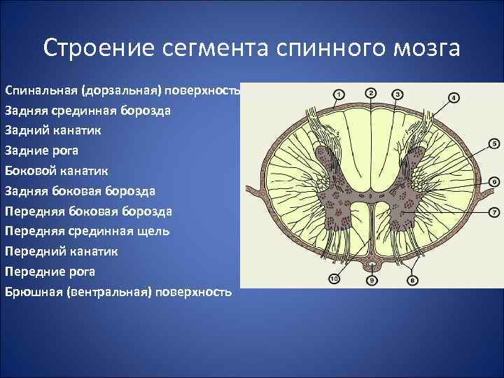 Какой участок мозга поврежден у собаки походка которой изображена на рисунке 1 спинной 2 гипоталамус