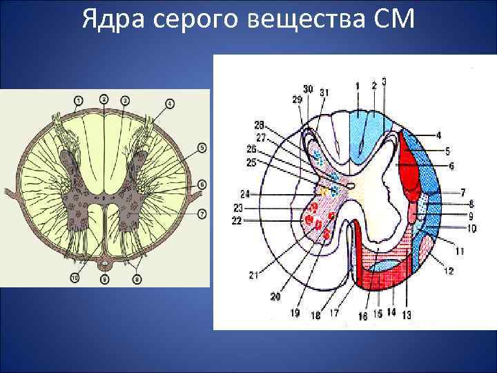 Белое вещество спинного. Ядра серого вещества спинного мозга схема. Ядра серого вещества спинного мозга таблица. Пластинки серого вещества спинного мозга. Боковые рога серого вещества спинного мозга.