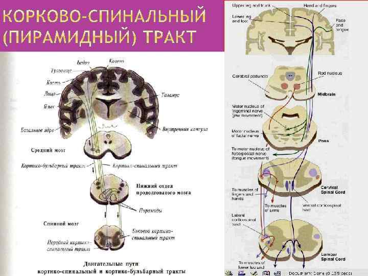 Проводящие пути спинного мозга схема таблица