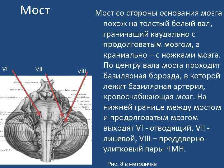 Мост VI VIII Мост со стороны основания мозга похож на толстый белый вал, граничащий