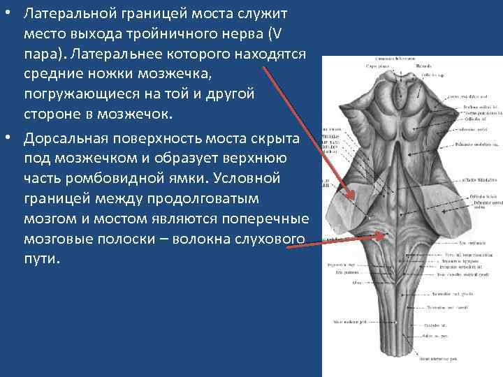 Мост картинка анатомия