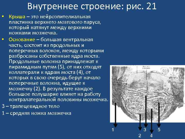 Внутреннее строение: рис. 21 • Крыша – это нейроэпителиальная пластинка верхнего мозгового паруса, который