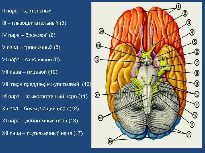 Черепно мозговые нервы стих