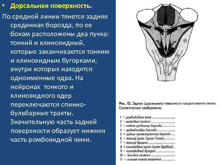  • Дорсальная поверхность. По средней линии тянется задняя срединная борозда, по ее бокам