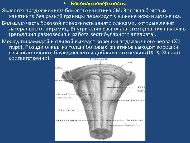  • Боковая поверхность. Является продолжением бокового канатика СМ. Волокна боковых канатиков без резкой