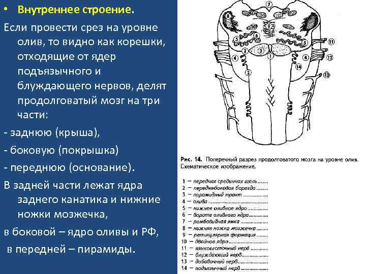 Строение продолговатого мозга на поперечном срезе ядра и проводящие пути схема