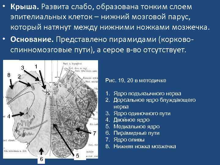  • Крыша. Развита слабо, образована тонким слоем эпителиальных клеток – нижний мозговой парус,