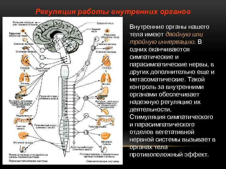 Регуляция работы внутренних органов Внутренние органы нашего тела имеют двойную или тройную иннервацию. В