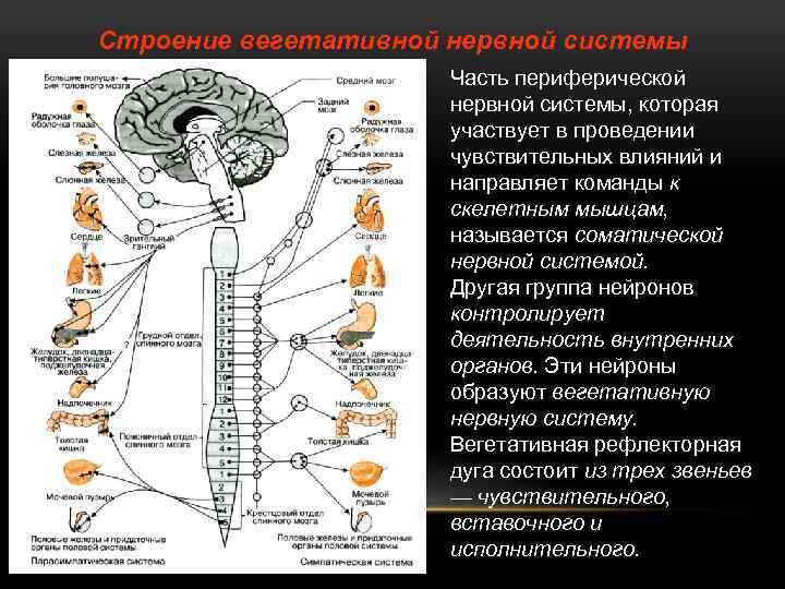 На основе какой диалектической схемы нервная система осуществляет связи в организме