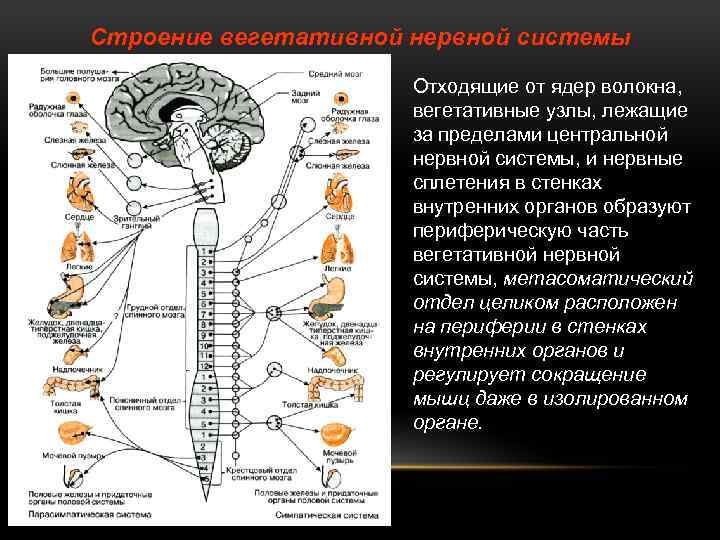 Строение вегетативной нервной системы Отходящие от ядер волокна, вегетативные узлы, лежащие за пределами центральной