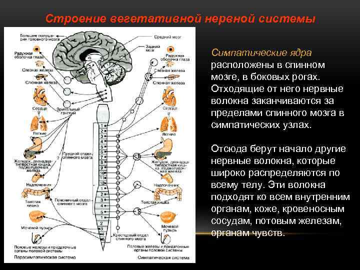 Строение вегетативной нервной системы Симпатические ядра расположены в спинном мозге, в боковых рогах. Отходящие