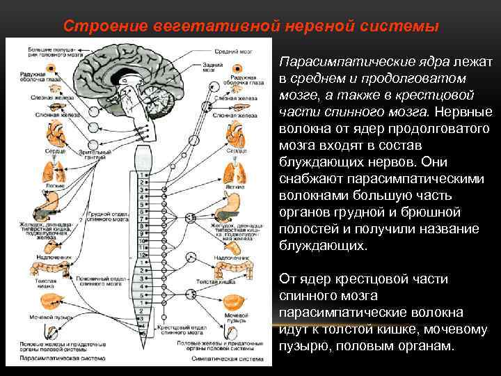 Строение вегетативной нервной системы Парасимпатические ядра лежат в среднем и продолговатом мозге, а также