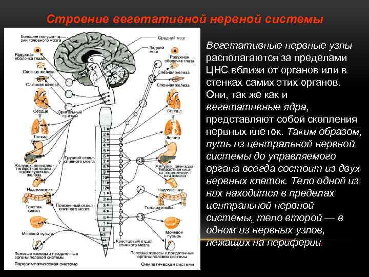 Строение вегетативной нервной системы Вегетативные нервные узлы располагаются за пределами ЦНС вблизи от органов