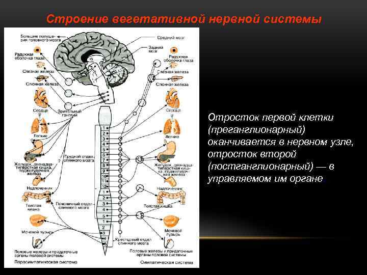 Строение вегетативной нервной системы Отросток первой клетки (преганглионарный) оканчивается в нервном узле, отросток второй