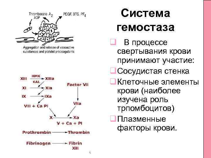 Система гемостаза q В процессе свертывания крови принимают участие: q Сосудистая стенка q Клеточные