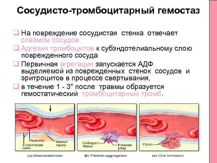 Сосудисто-тромбоцитарный гемостаз q На повреждение сосудистая стенка отвечает спазмом сосудов. q Адгезия тромбоцитов к