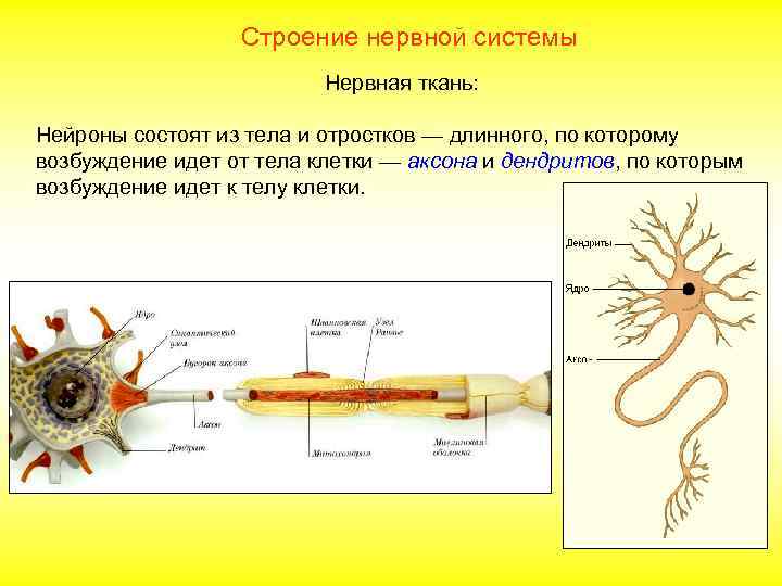 Строение нервной системы Нервная ткань: Нейроны состоят из тела и отростков — длинного, по