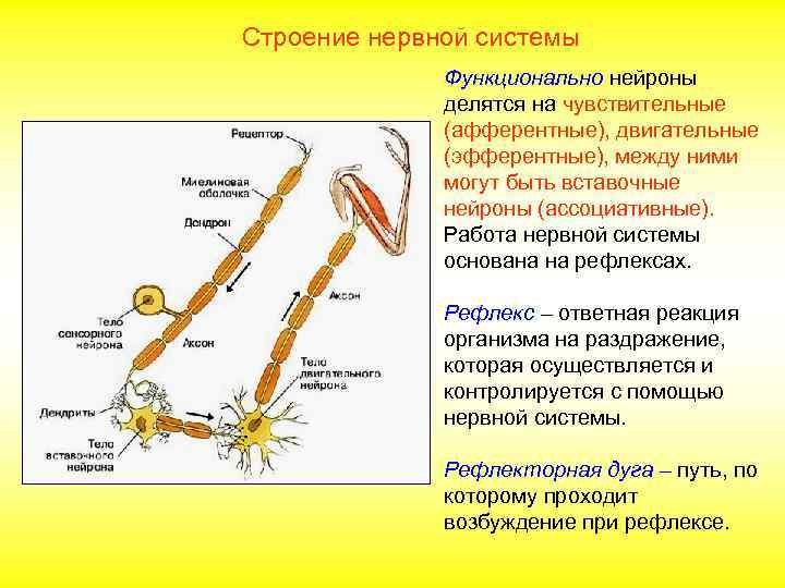 Строение нервной системы Функционально нейроны делятся на чувствительные (афферентные), двигательные (эфферентные), между ними могут