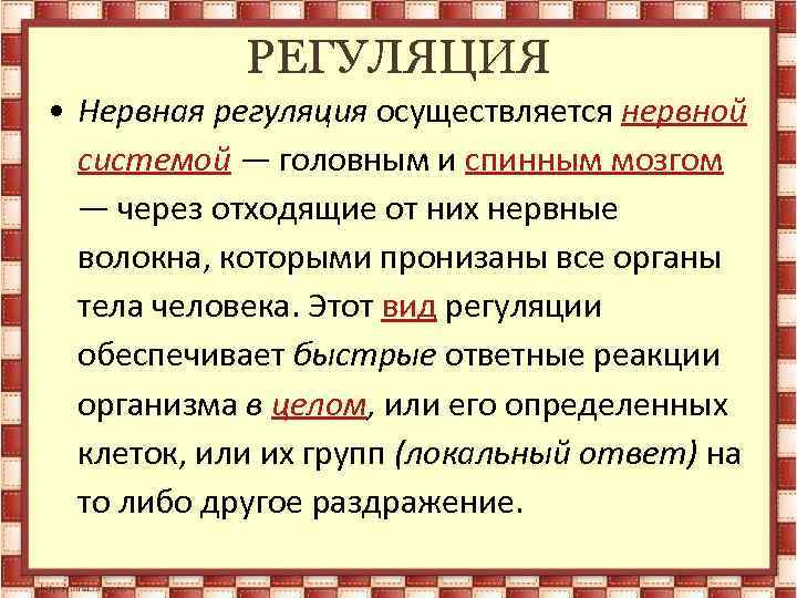 РЕГУЛЯЦИЯ • Нервная регуляция осуществляется нервной системой — головным и спинным мозгом — через