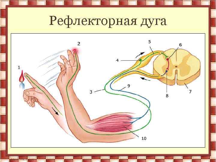 Рефлекторная дуга 