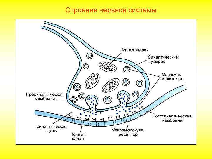 Строение нервной системы 