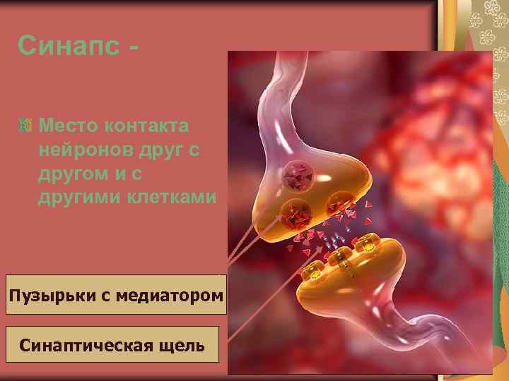 Синапс Место контакта нейронов друг с другом и с другими клетками Пузырьки с медиатором