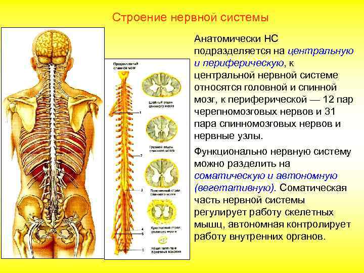 Строение нервной системы Анатомически НС подразделяется на центральную и периферическую, к центральной нервной системе