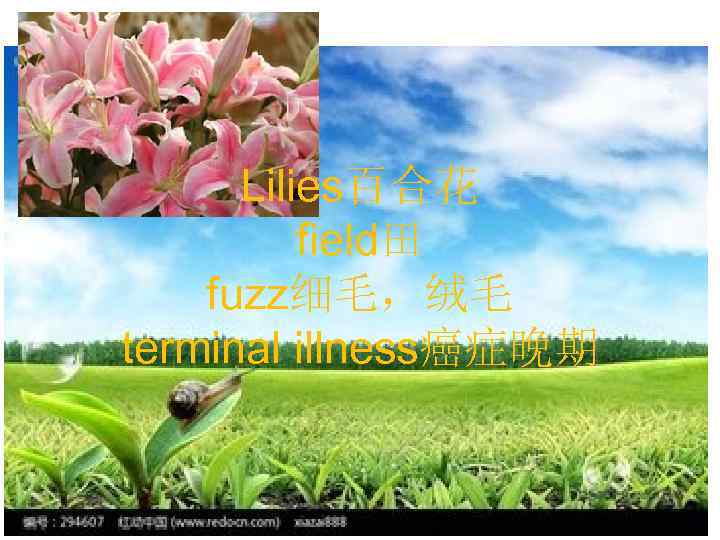 Lilies百合花 field田 fuzz细毛，绒毛 terminal illness癌症晚期 