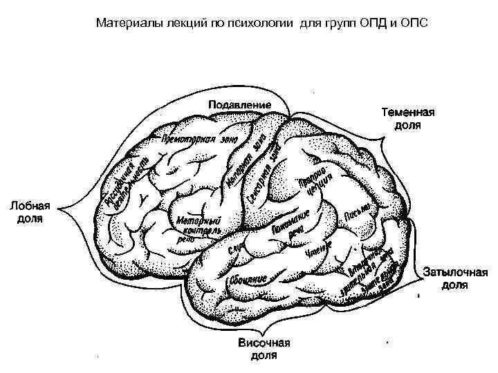Материалы лекций по психологии для групп ОПД и ОПС 