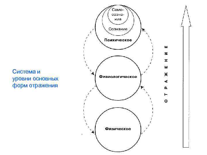 Система и уровни основных форм отражения 
