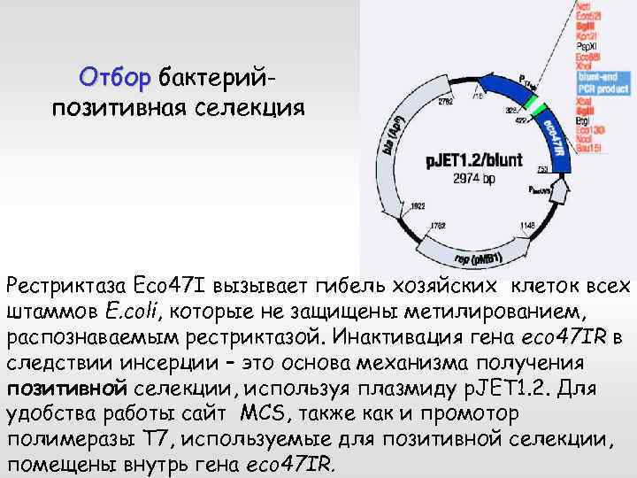 Отбор бактерийпозитивная селекция Рестриктаза Eco 47 I вызывает гибель хозяйских клеток всех штаммов E.