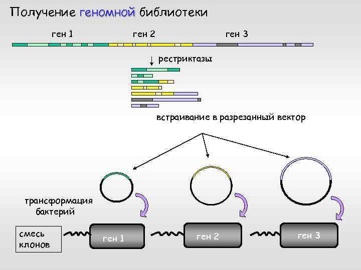 Получение геномной библиотеки ген 1 ген 3 ген 2 рестриктазы встраивание в разрезанный вектор