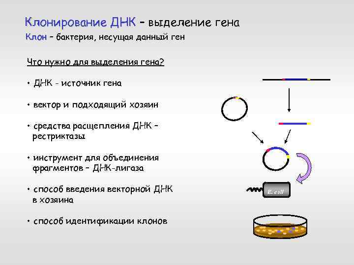 Клонирование ДНК – выделение гена Клон – бактерия, несущая данный ген Что нужно для