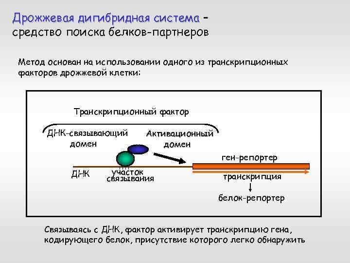 Дрожжевая дигибридная система – средство поиска белков-партнеров Метод основан на использовании одного из транскрипционных