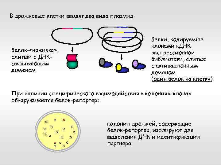 Особенности клонирования днк по типу in vivo