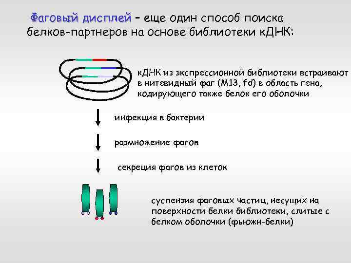 Фаговый дисплей – еще один способ поиска белков-партнеров на основе библиотеки к. ДНК: к.