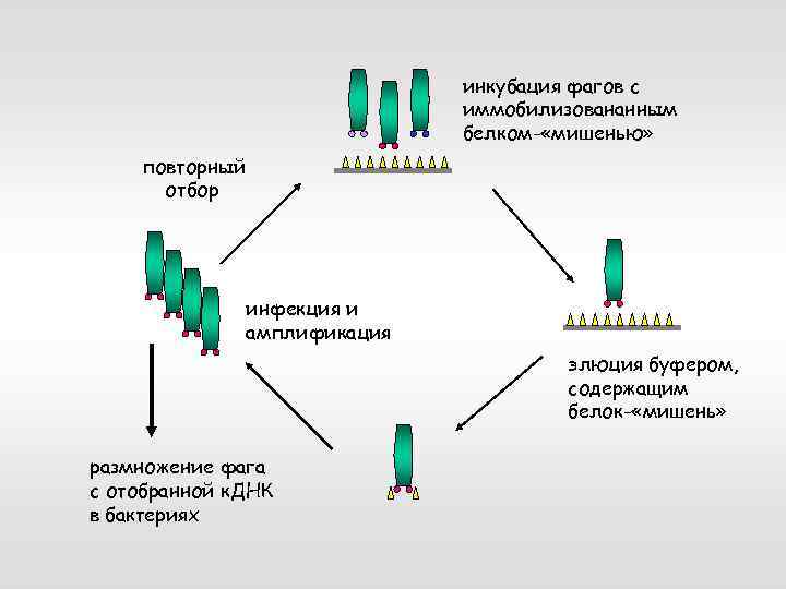 Особенности клонирования днк по типу in vivo