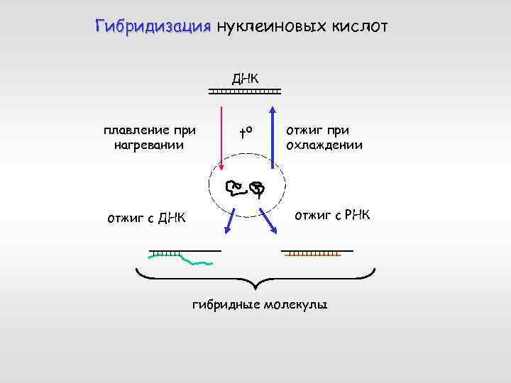 Гибридизация нуклеиновых кислот ДНК плавление при нагревании отжиг с ДНК tº отжиг при охлаждении