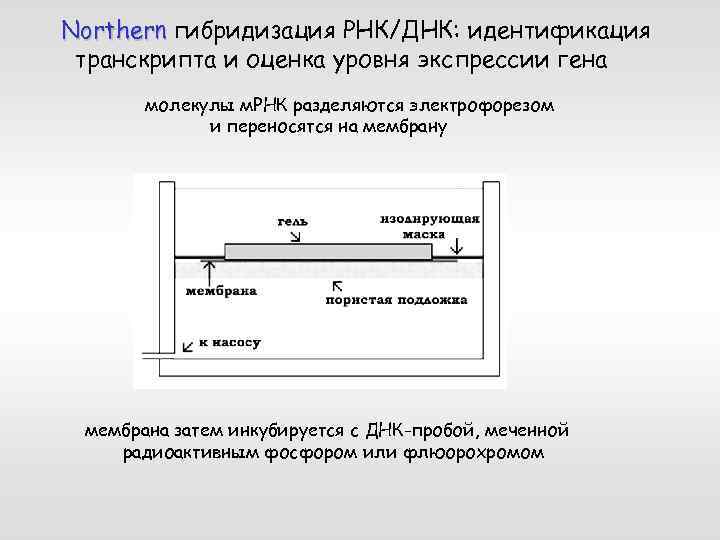 Northern гибридизация РНК/ДНК: идентификация транскрипта и оценка уровня экспрессии гена молекулы м. РНК разделяются