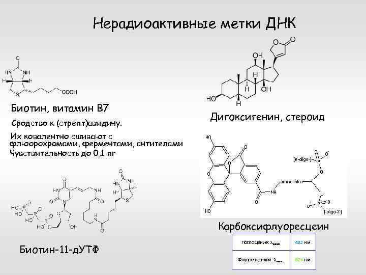 Нерадиоактивные метки ДНК Биотин, витамин В 7 Сродство к (стрепт)авидину. Дигоксигенин, стероид Их ковалентно