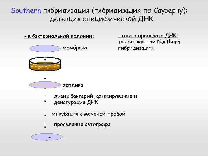 Southern гибридизация (гибридизация по Саузерну): детекция специфической ДНК - в бактериальной колонии: мембрана -