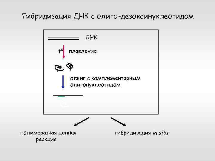 Гибридизация ДНК с олиго-дезоксинуклеотидом ДНК tº плавление отжиг с комплементарным олигонуклеотидом полимеразная цепная реакция