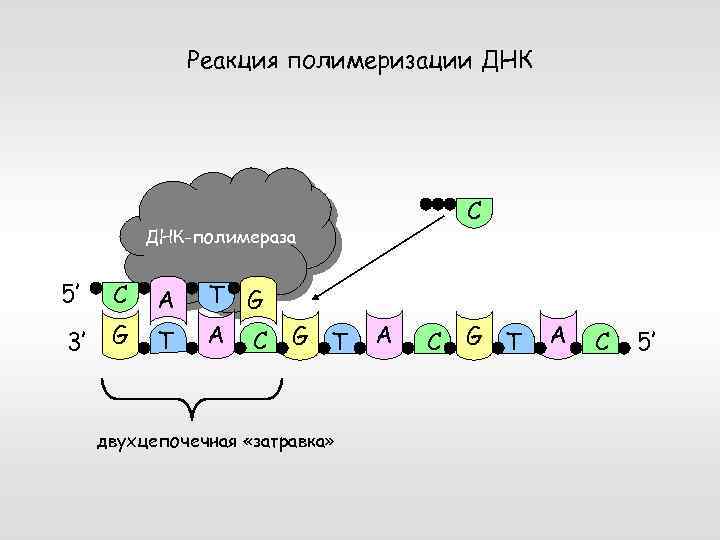 Реакция полимеризации ДНК C ДНК-полимераза 5’ C A 3’ G T T G A
