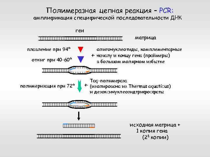 Выделение днк пцр